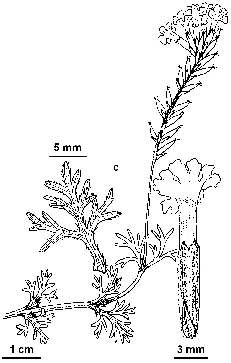 Verbena aristigera (hero image)