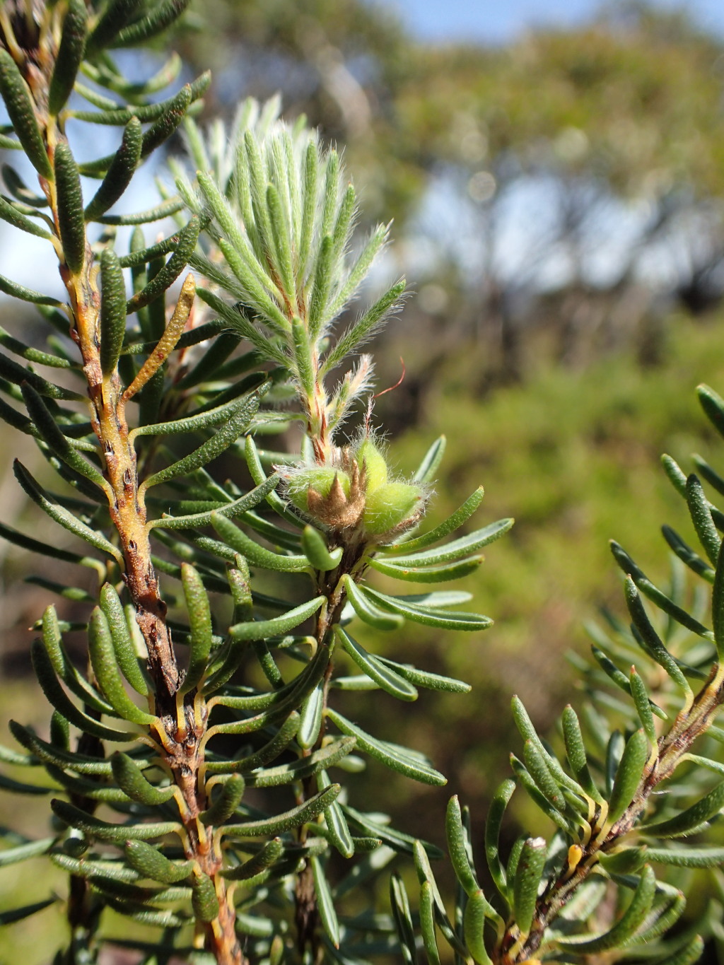Pultenaea (hero image)