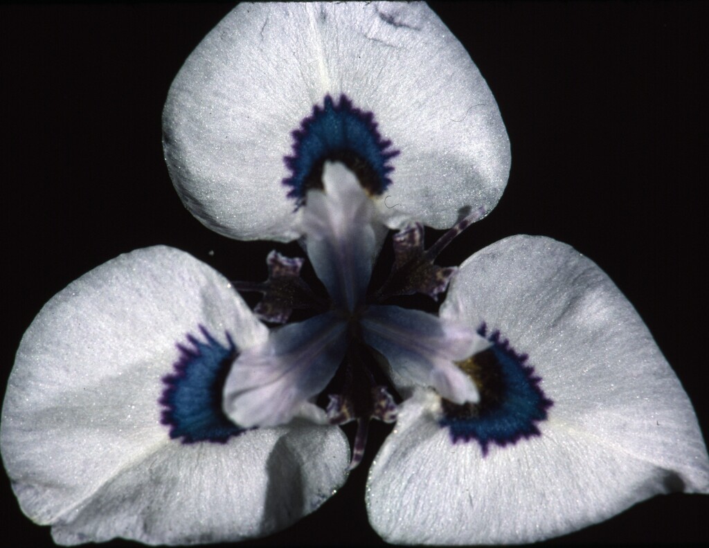 Moraea aristata (hero image)