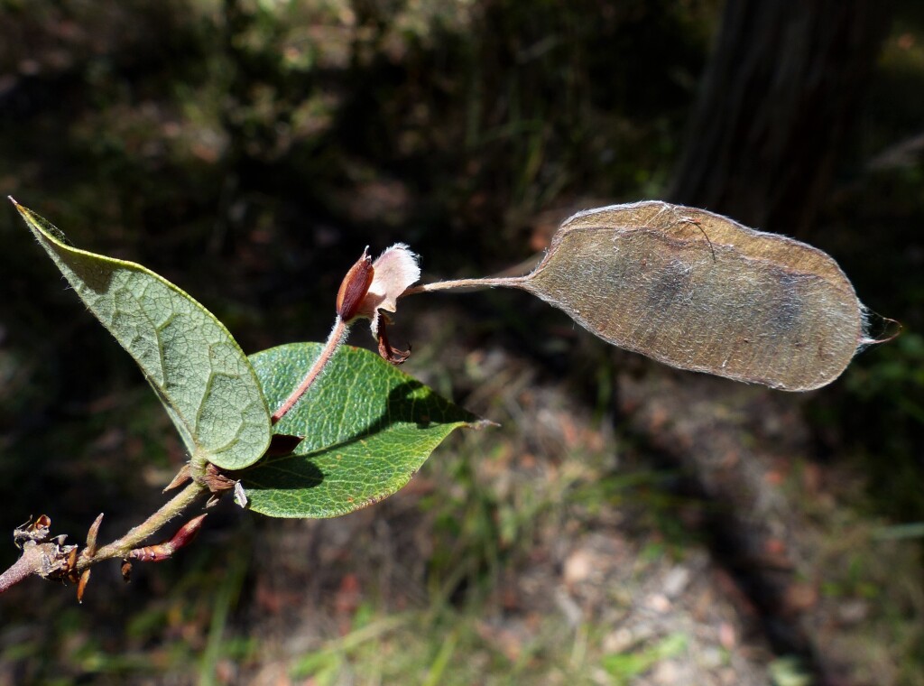 Platylobium montanum (hero image)