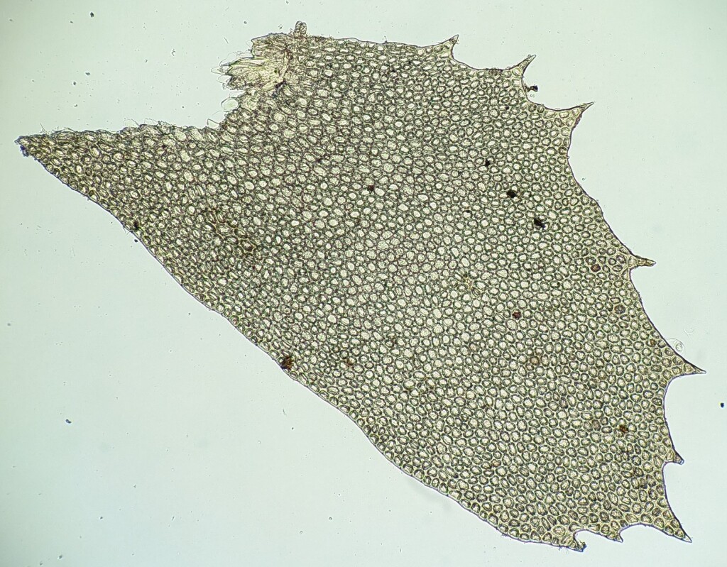 Plagiochila fasciculata (hero image)