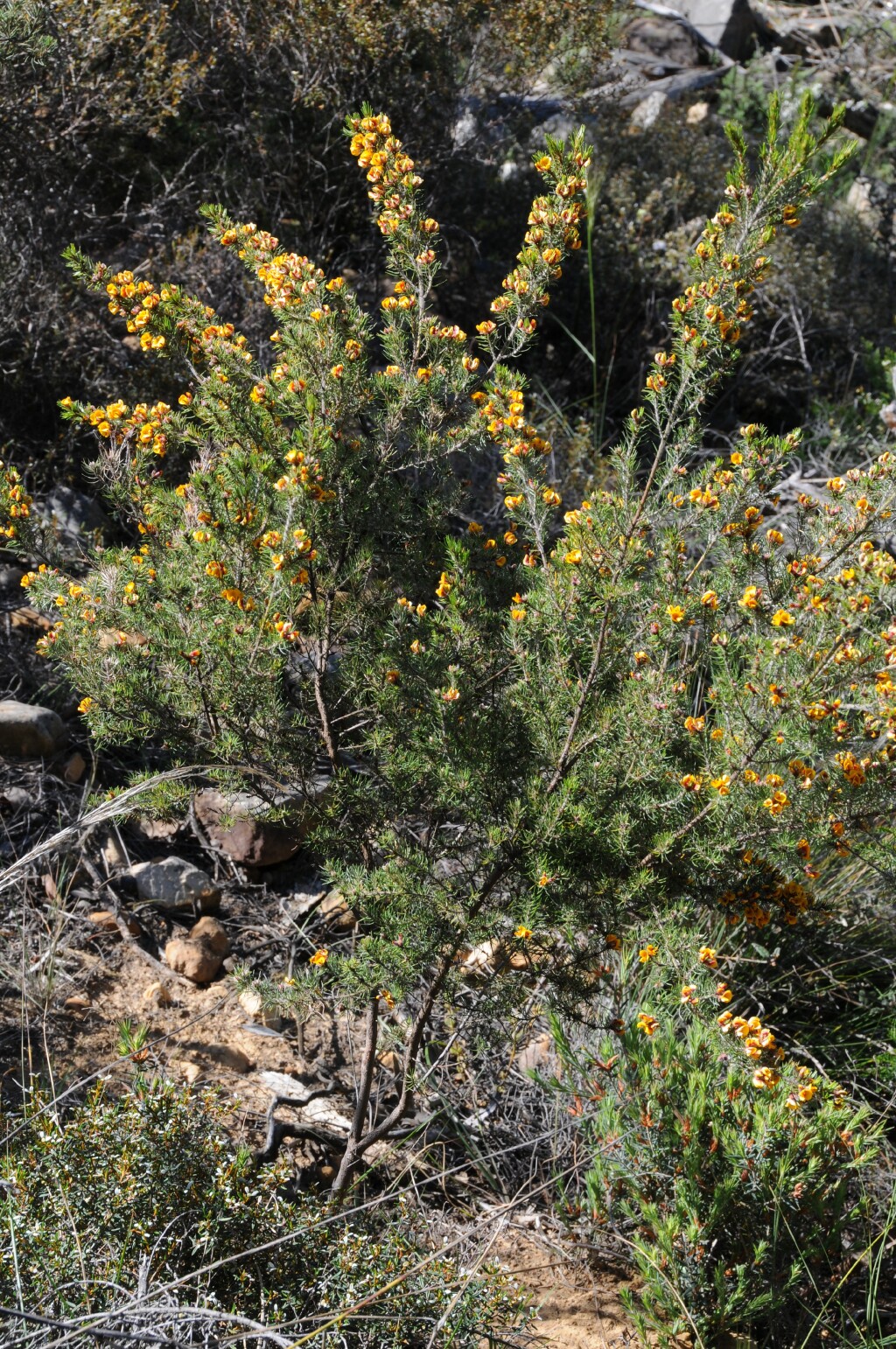 Pultenaea mollis (hero image)