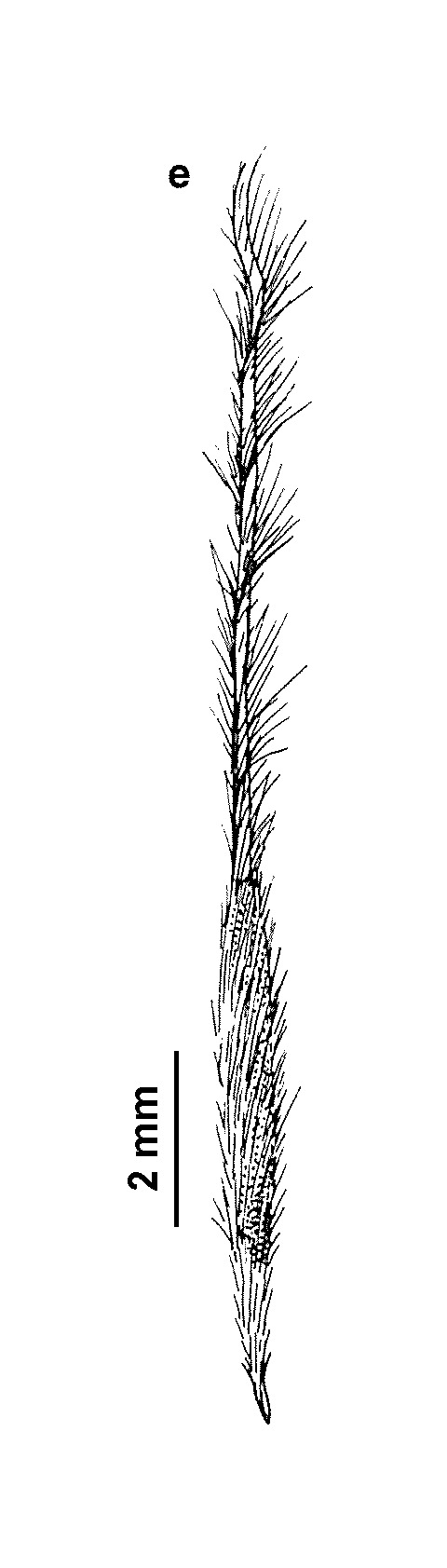 Austrostipa hemipogon (hero image)