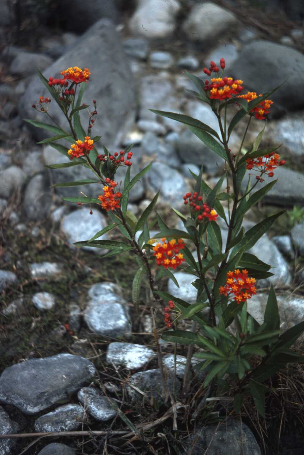 Asclepias (hero image)