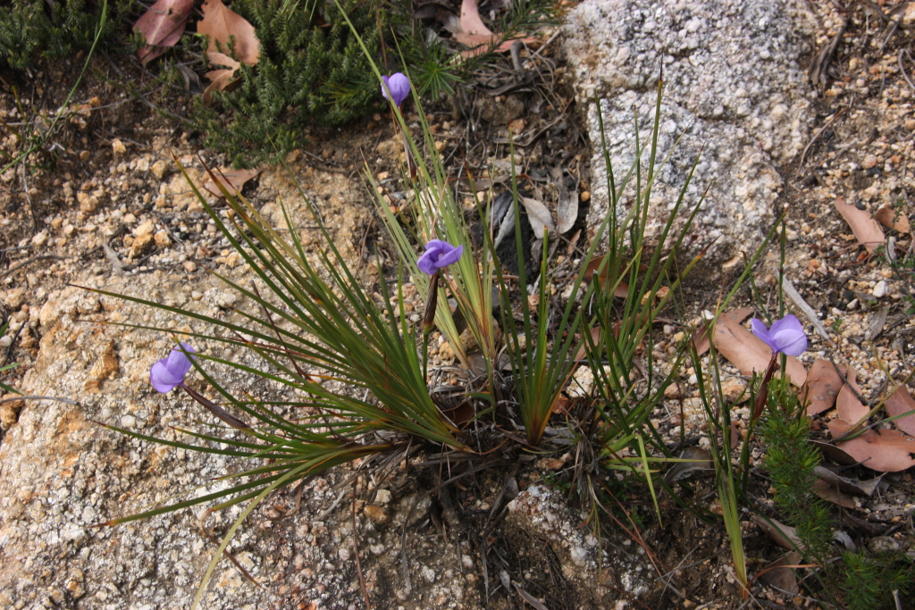 Patersonia (hero image)