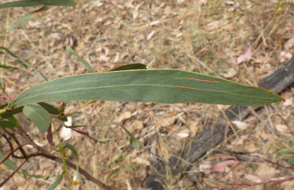 Acacia difformis (hero image)