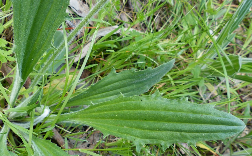 Plantago varia (hero image)