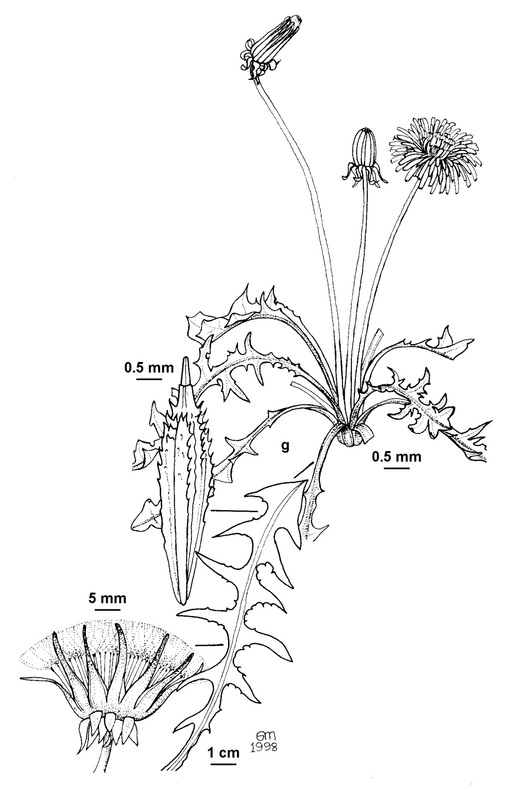 Taraxacum subbracteatum (hero image)