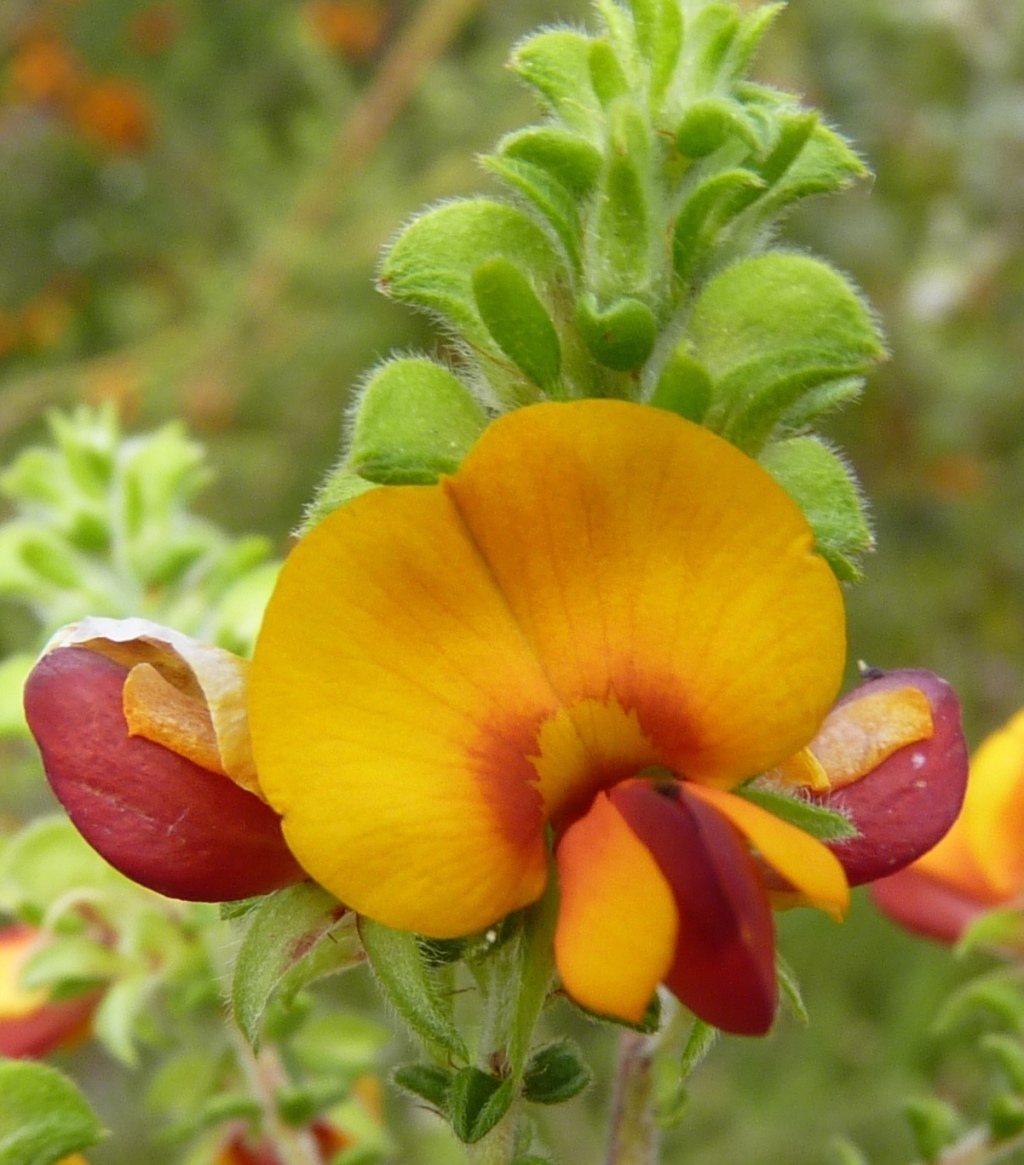 Pultenaea foliolosa (hero image)