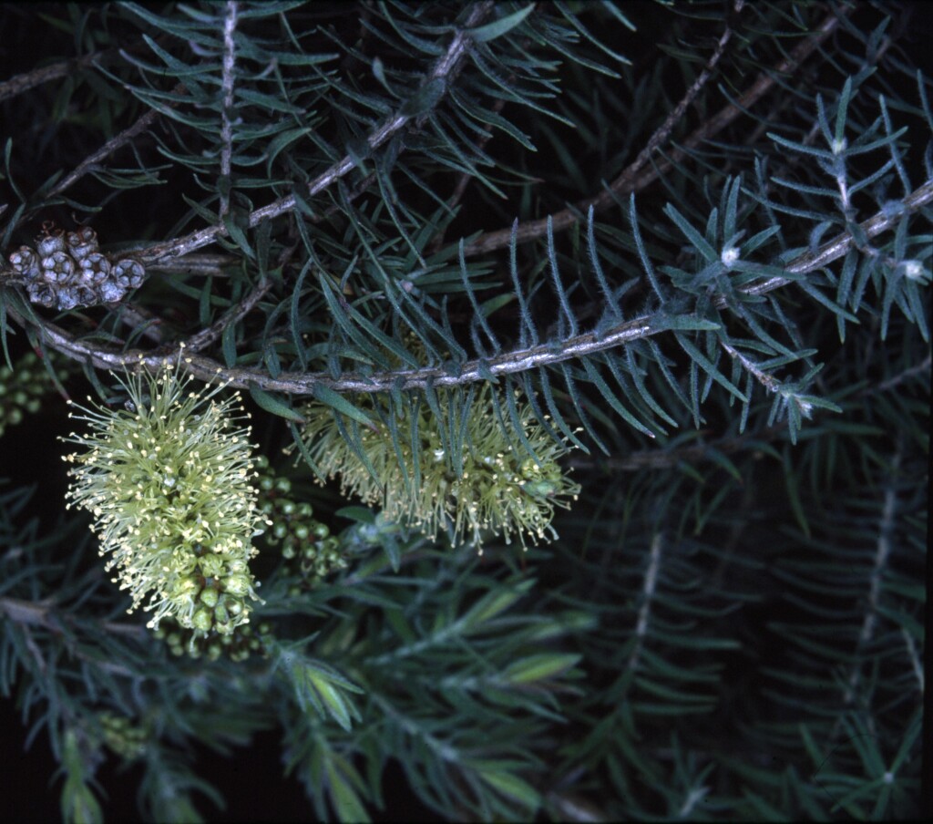 Melaleuca incana (hero image)