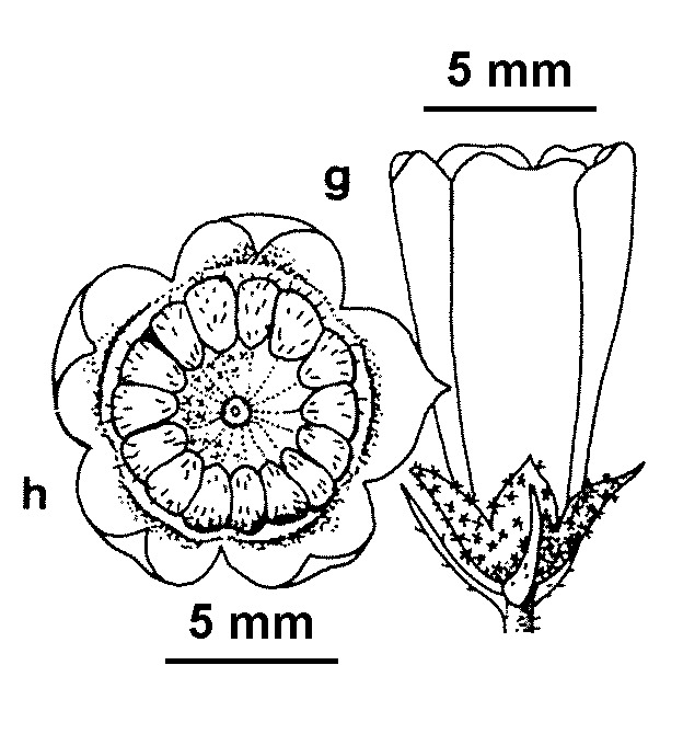 Malva neglecta (hero image)