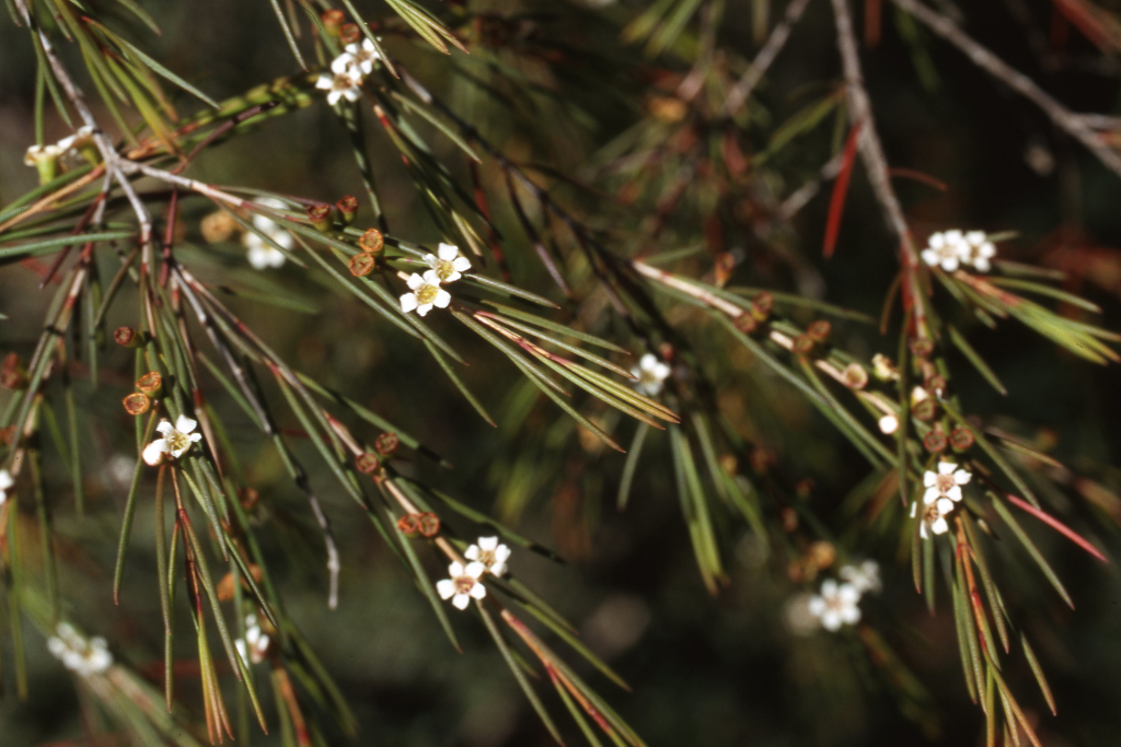 Baeckea linifolia (hero image)