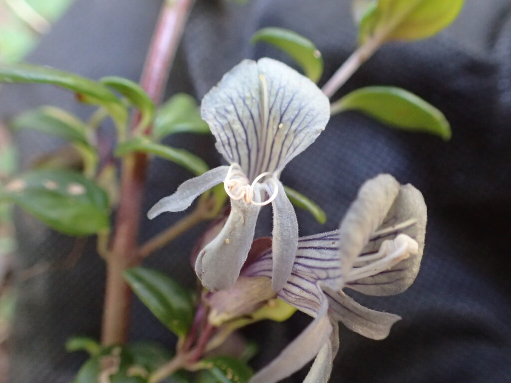 Prostanthera walteri (hero image)