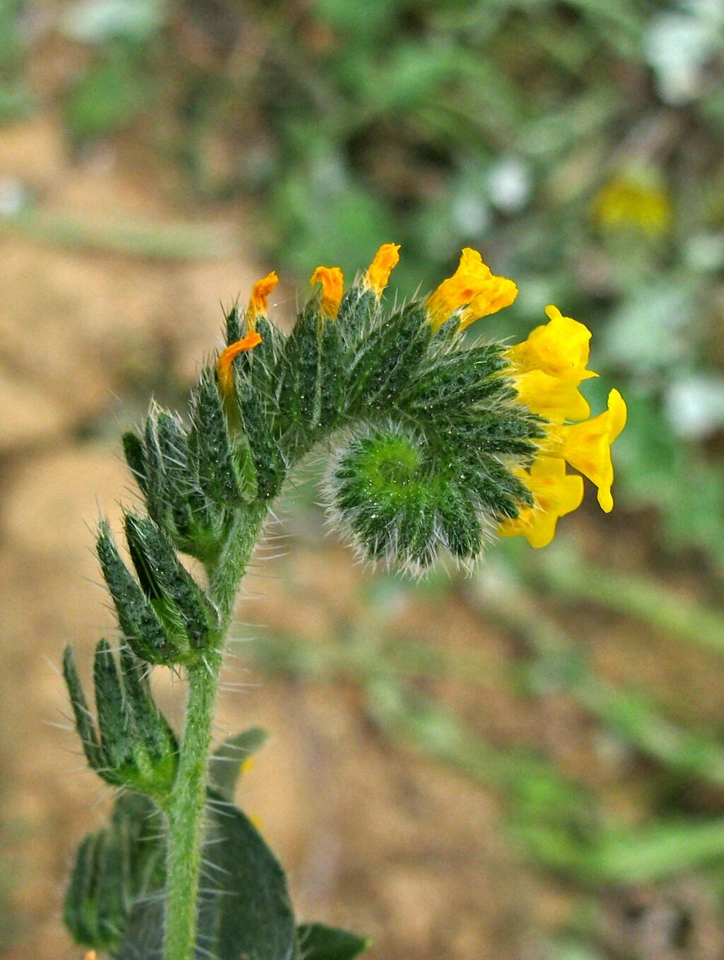 Amsinckia calycina (hero image)
