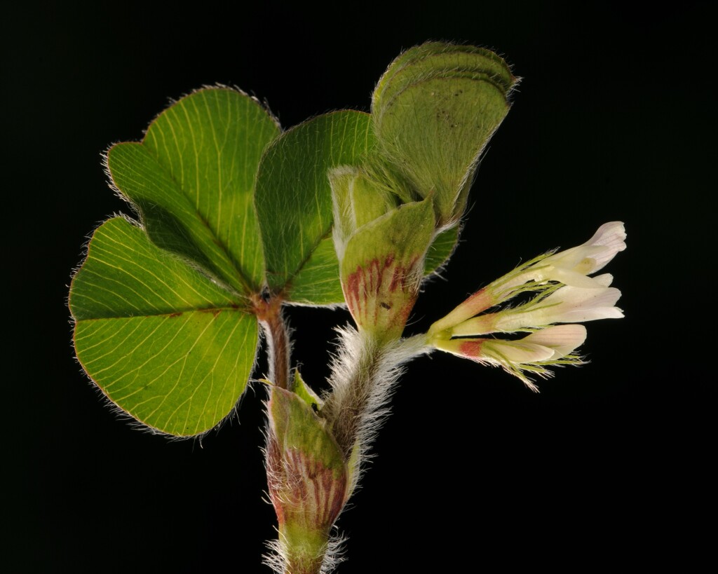 Trifolium subterraneum (hero image)