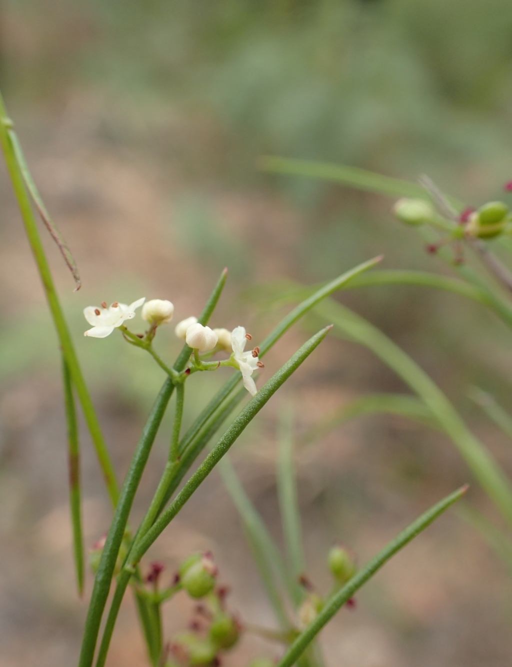 Platysace heterophylla var. heterophylla (hero image)