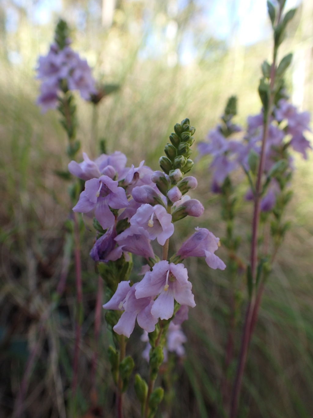 Euphrasia collina subsp. collina (hero image)