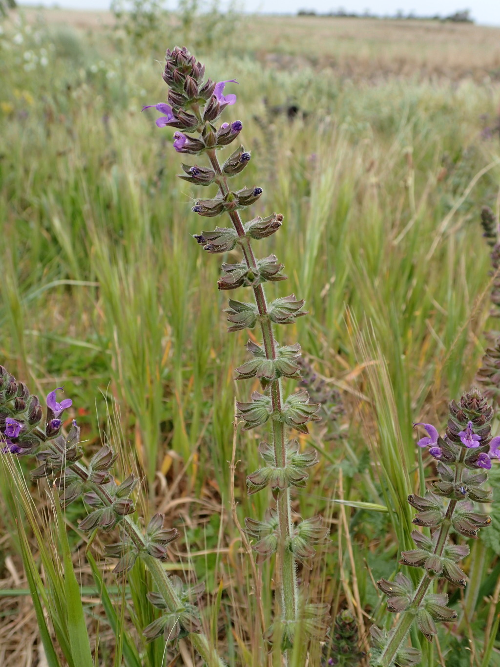 Salvia verbenaca var. verbenaca (hero image)