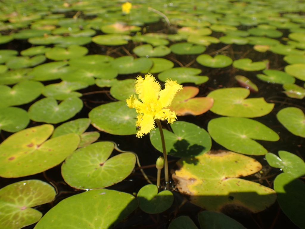 Nymphoides montana (hero image)