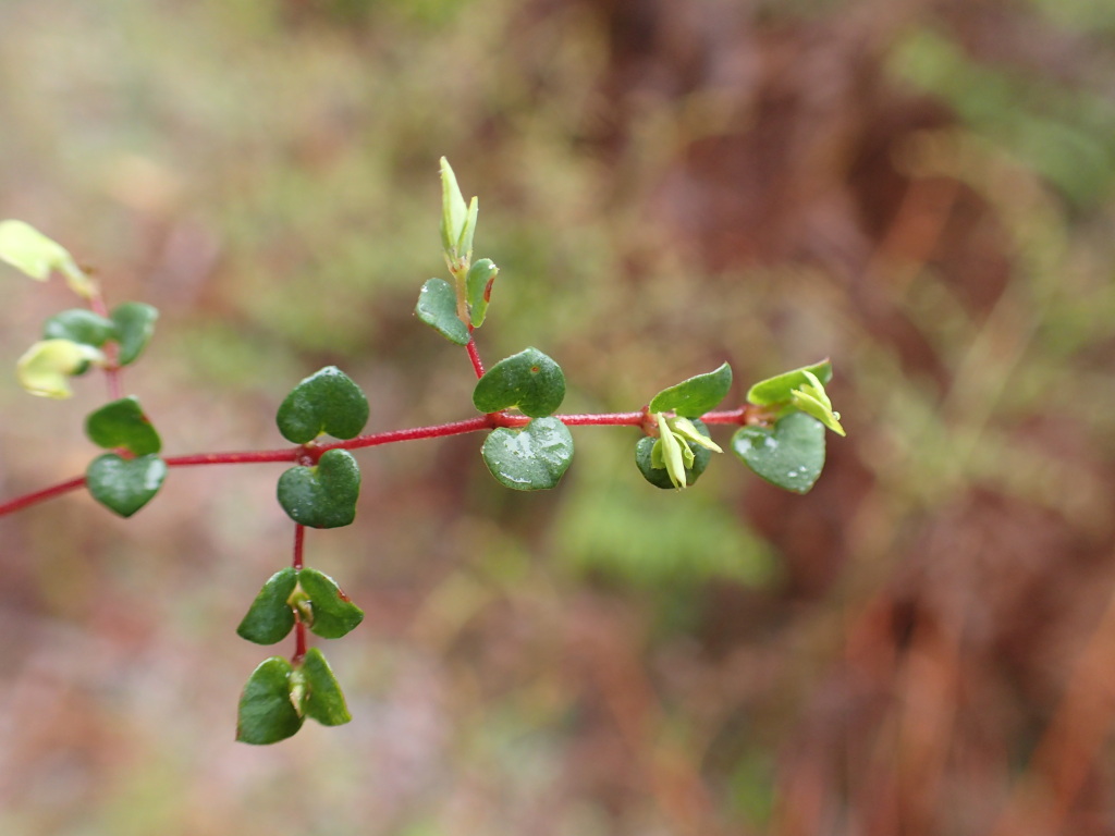 Bossiaea cordigera (hero image)