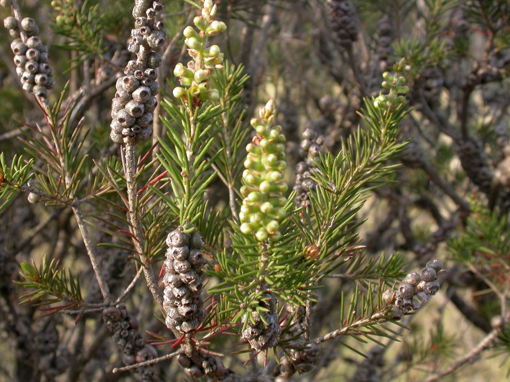 Callistemon pityoides (hero image)