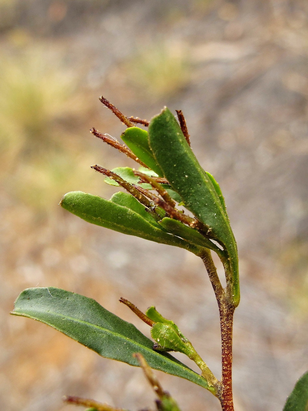 Dodonaea bursariifolia (hero image)