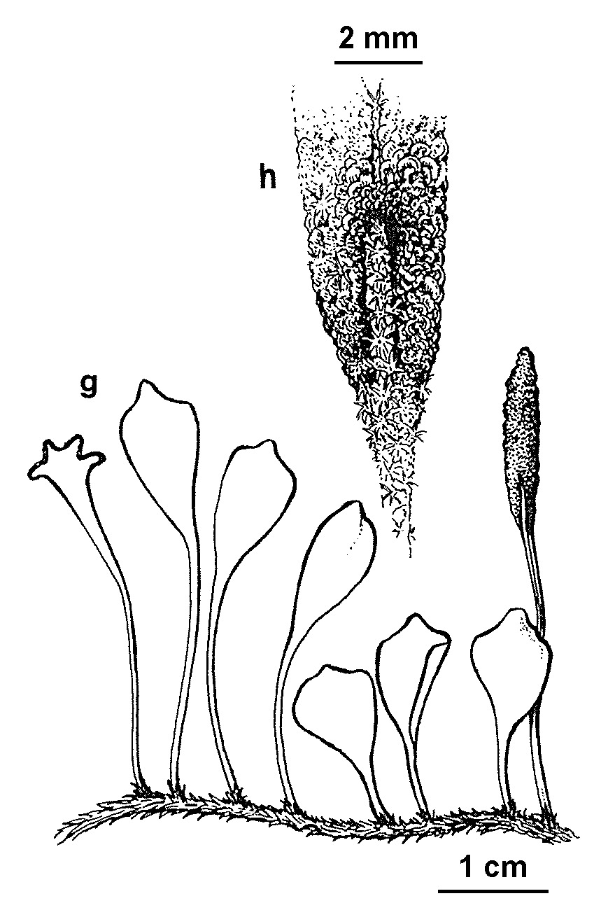 Pyrrosia rupestris (hero image)