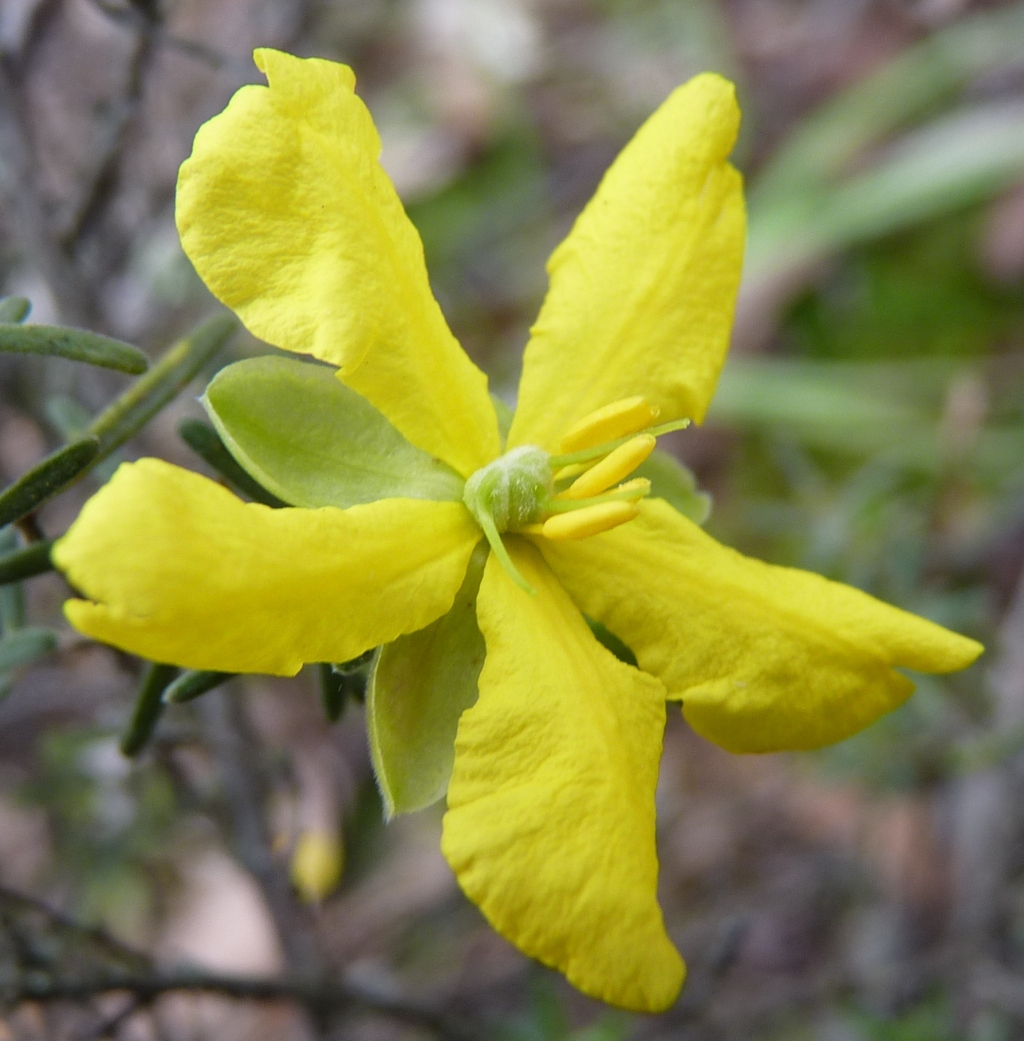 Hibbertia riparia (hero image)