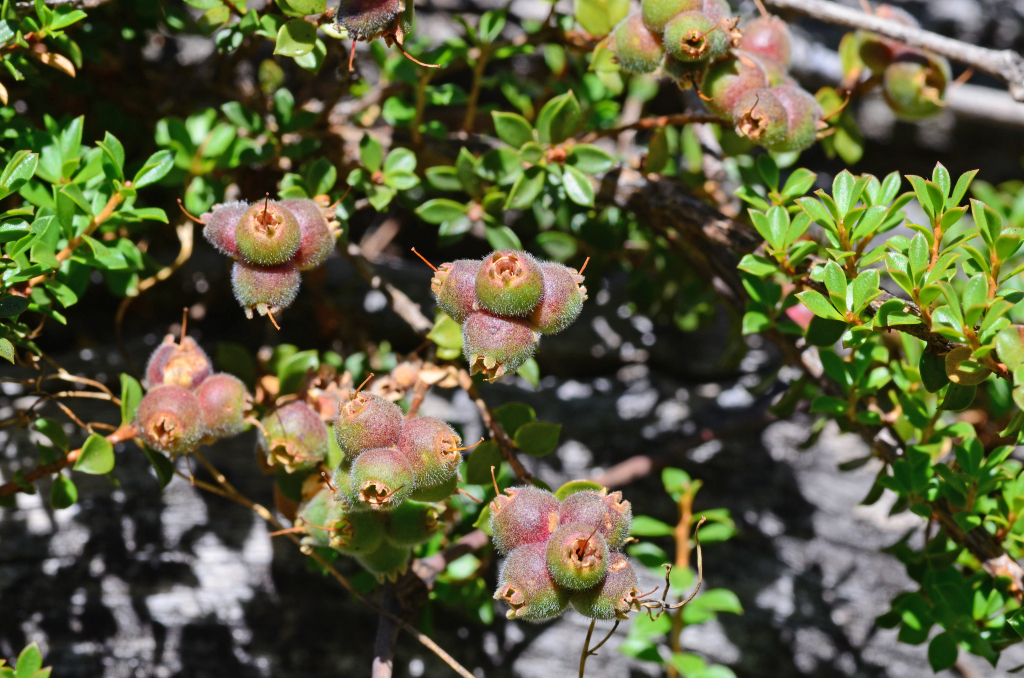 Kunzea pomifera (hero image)