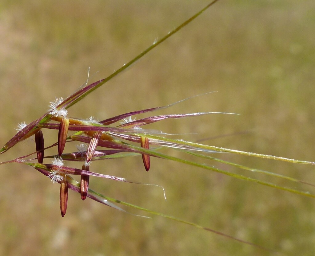 Austrostipa densiflora (hero image)