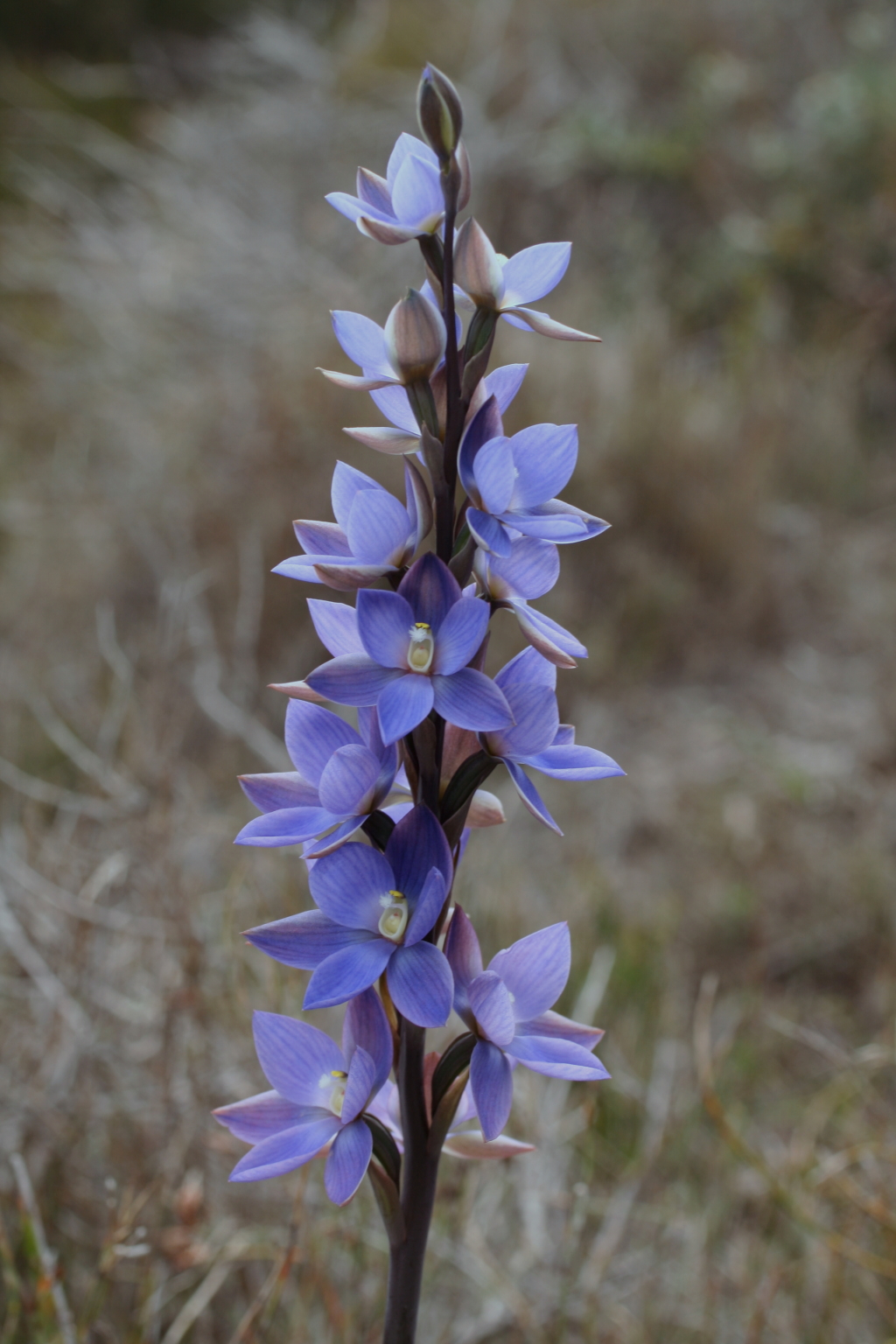 Thelymitra aristata (hero image)