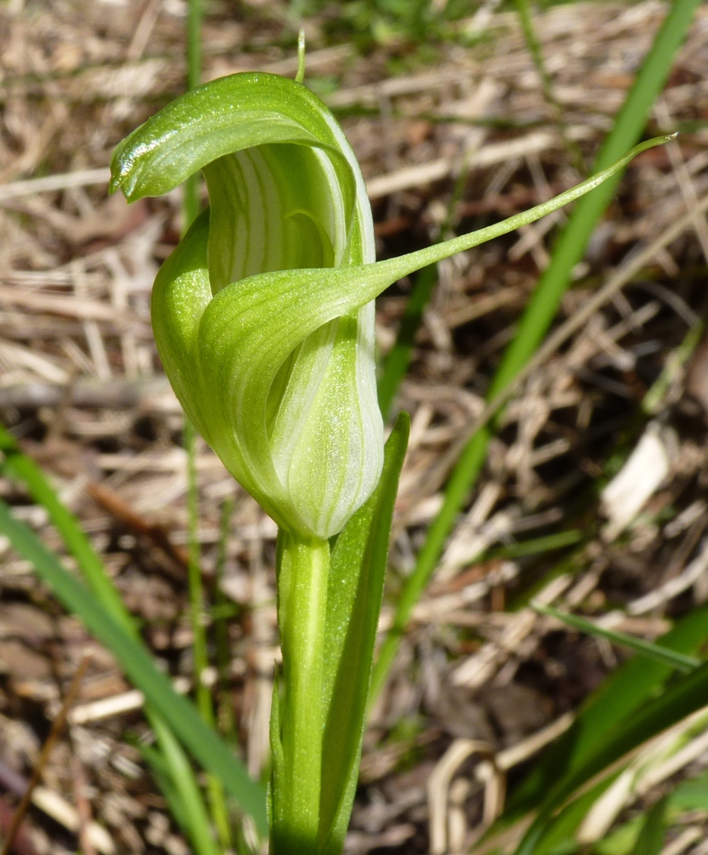 Pterostylis alpina (hero image)