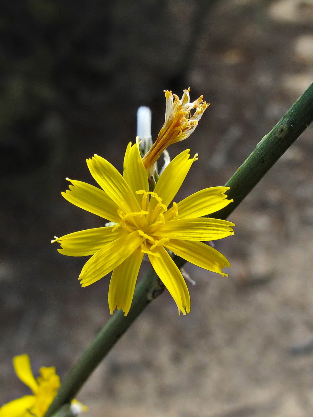 Chondrilla juncea (hero image)