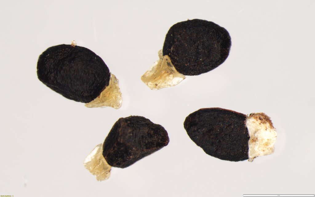 Commersonia rugosa (hero image)