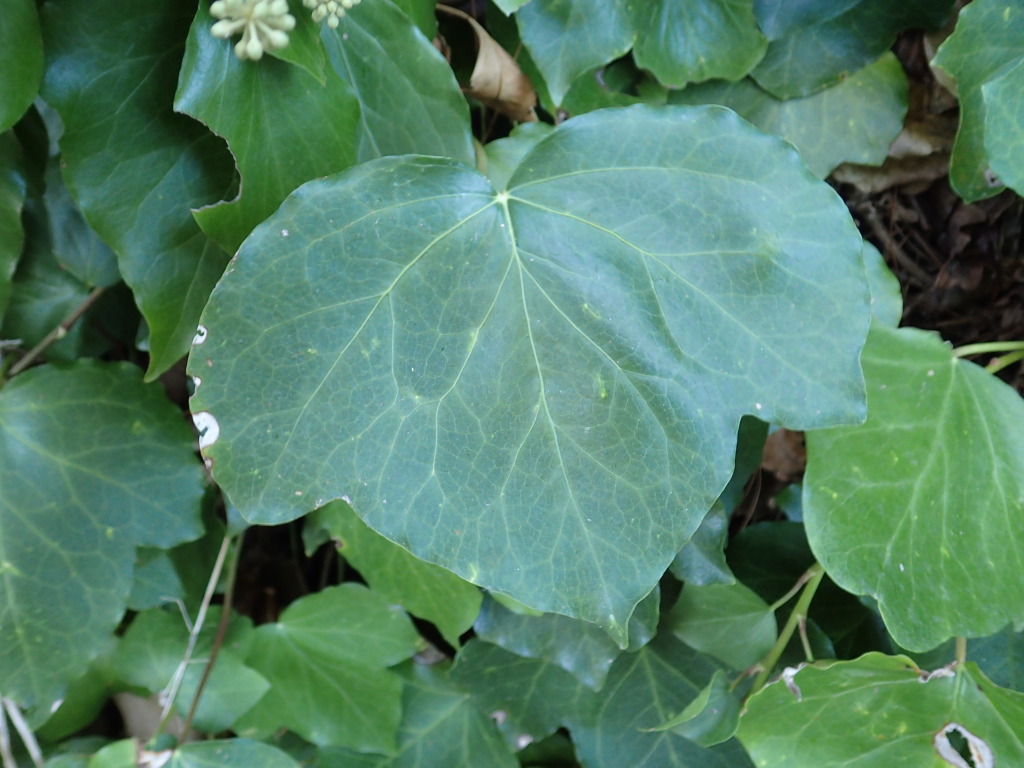 Hedera hibernica (hero image)