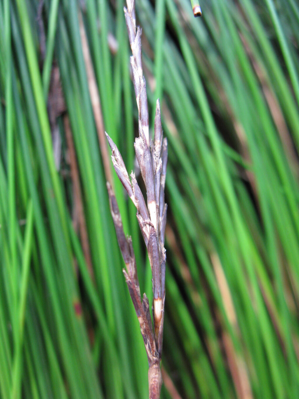 Lepidosperma urophorum (hero image)