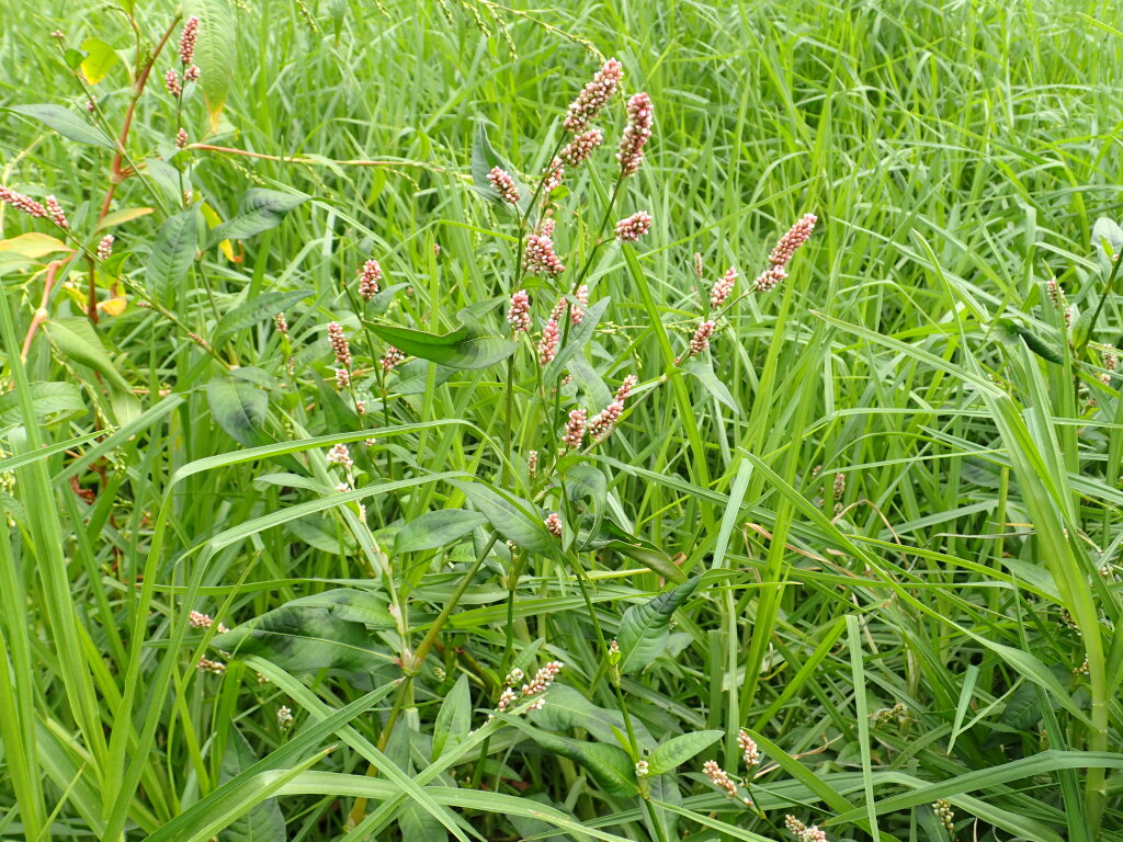 Persicaria maculosa (hero image)