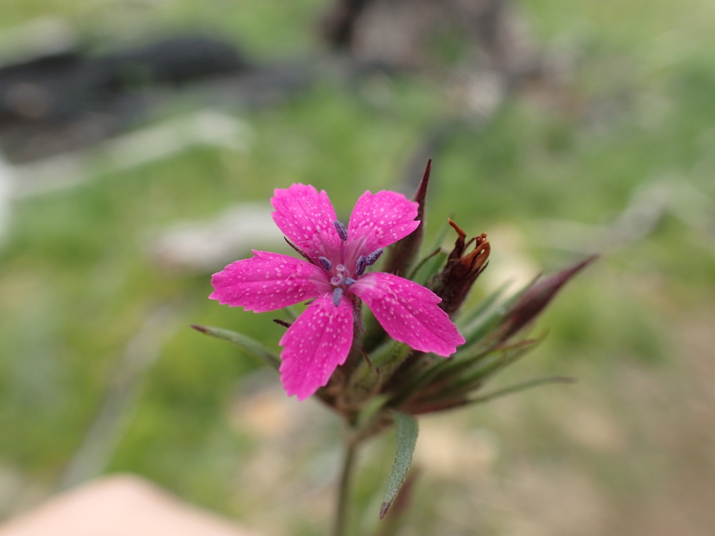 Dianthus (hero image)