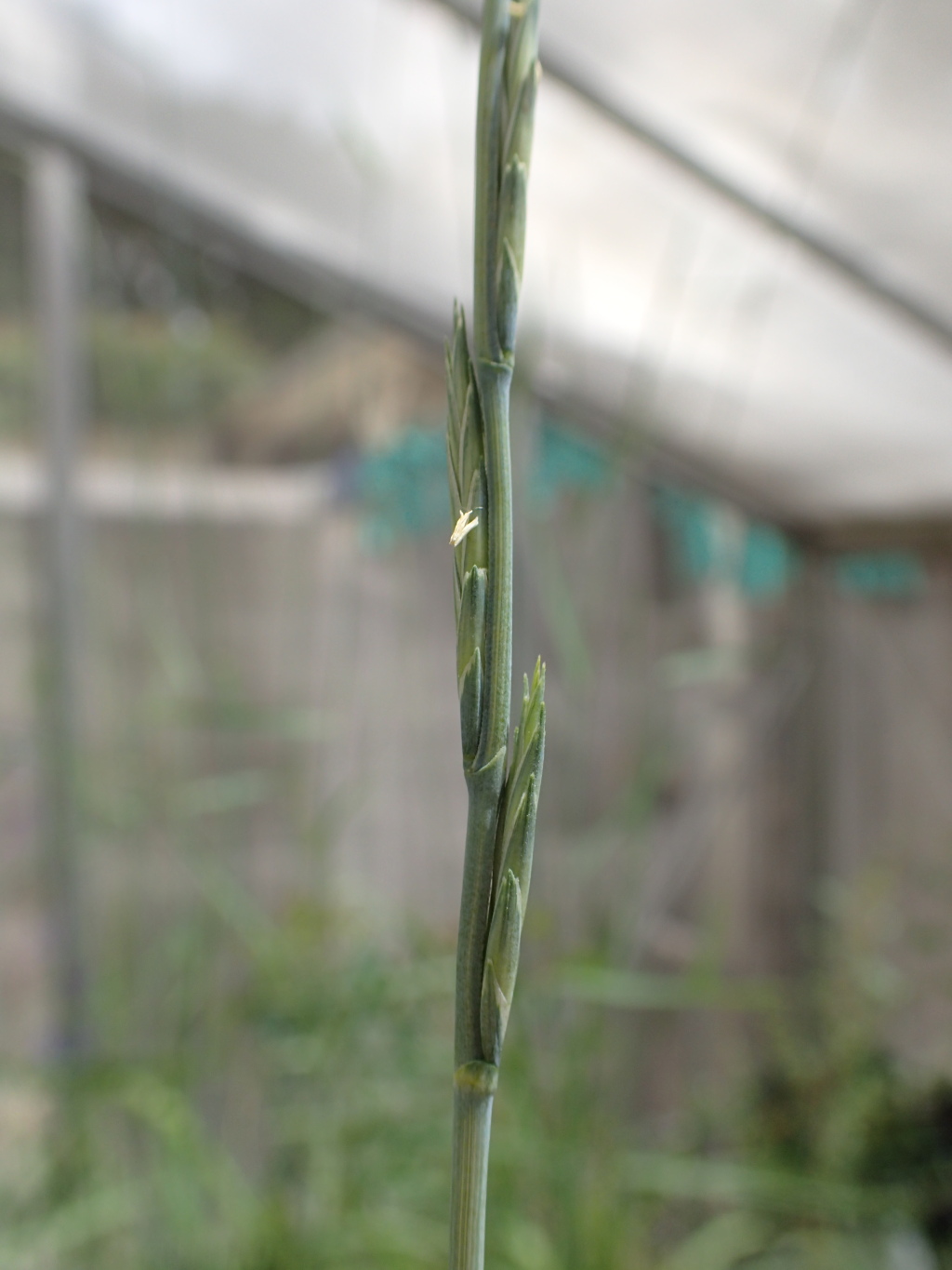 Anthosachne kingiana subsp. multiflora (hero image)