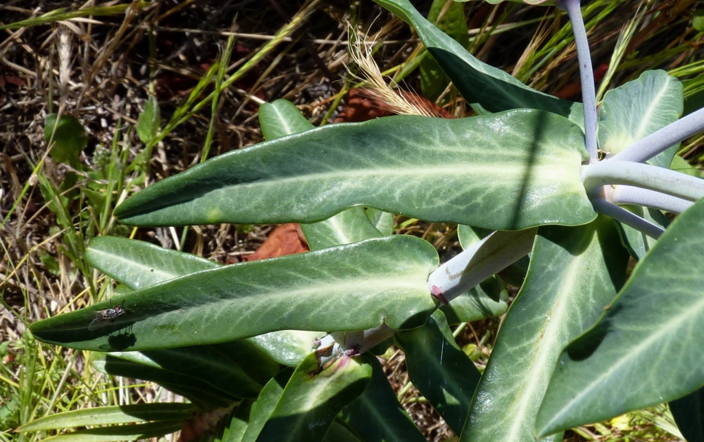 Euphorbia lathyris (hero image)