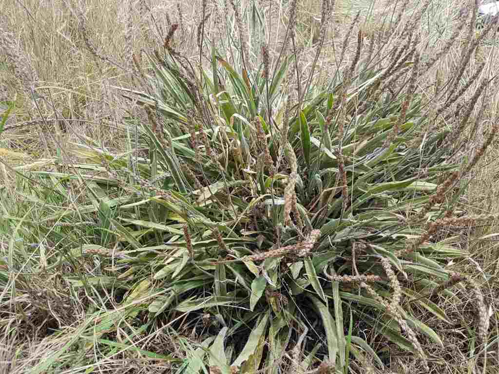 Plantago gaudichaudii (hero image)