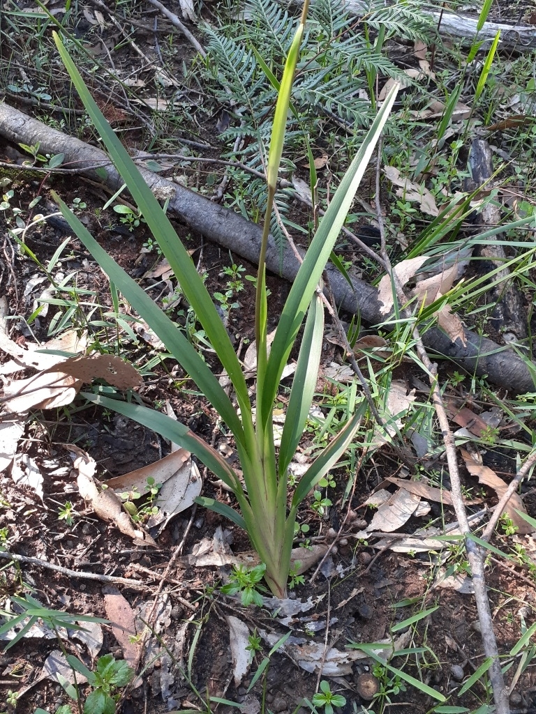 Dianella caerulea var. caerulea (hero image)