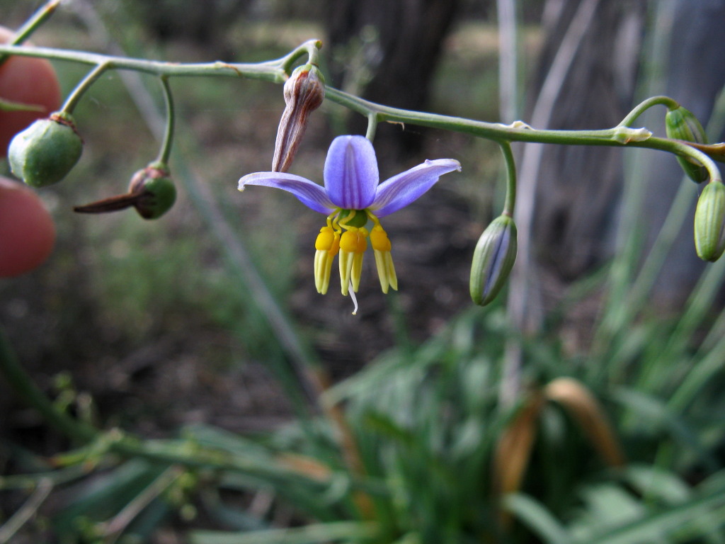 Dianella (hero image)