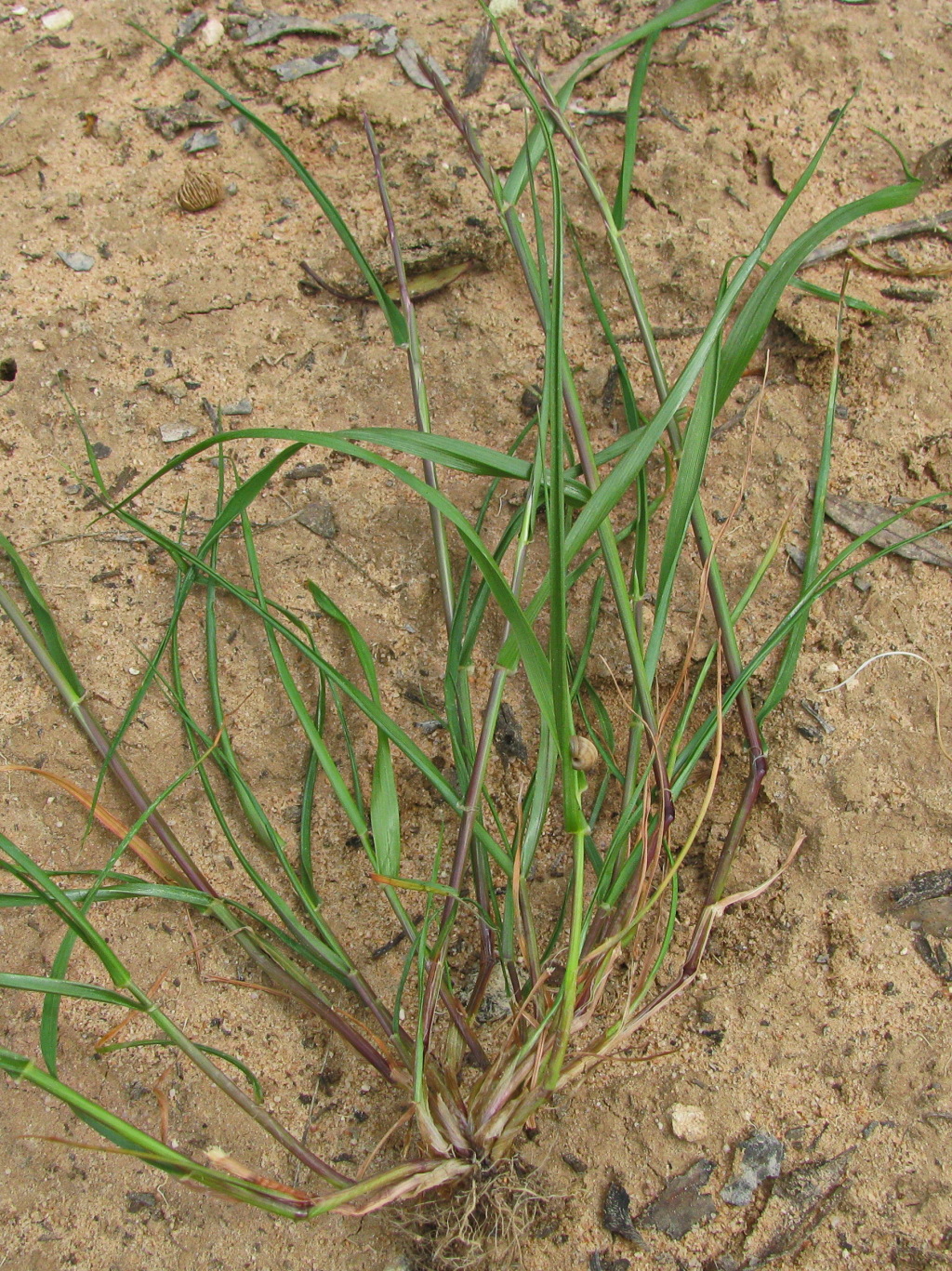 Lolium rigidum (hero image)