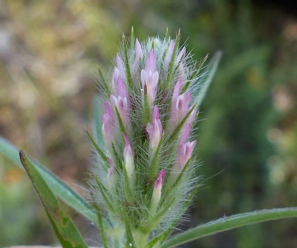 Trifolium angustifolium var. angustifolium (hero image)