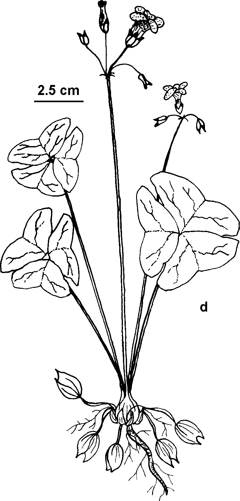 Oxalis latifolia (hero image)