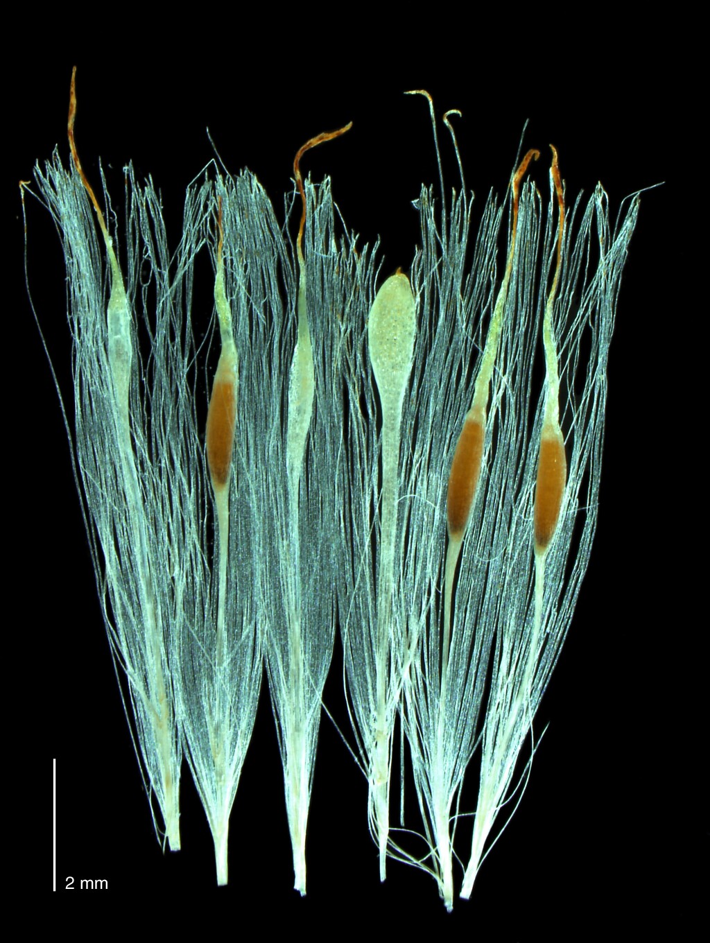 Typhaceae (hero image)