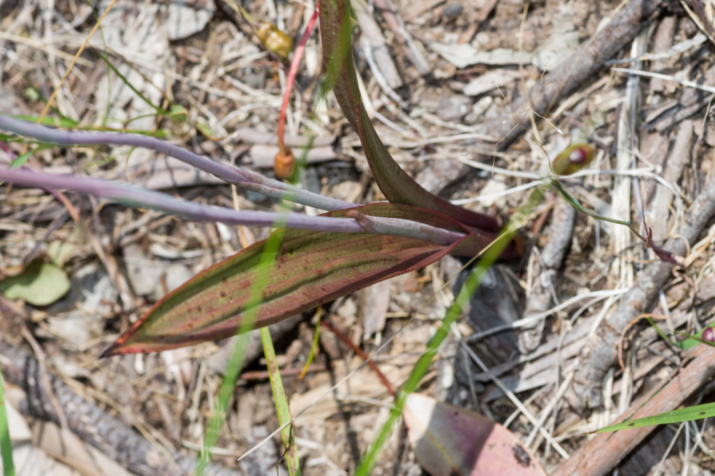 Thelymitra brevifolia (hero image)