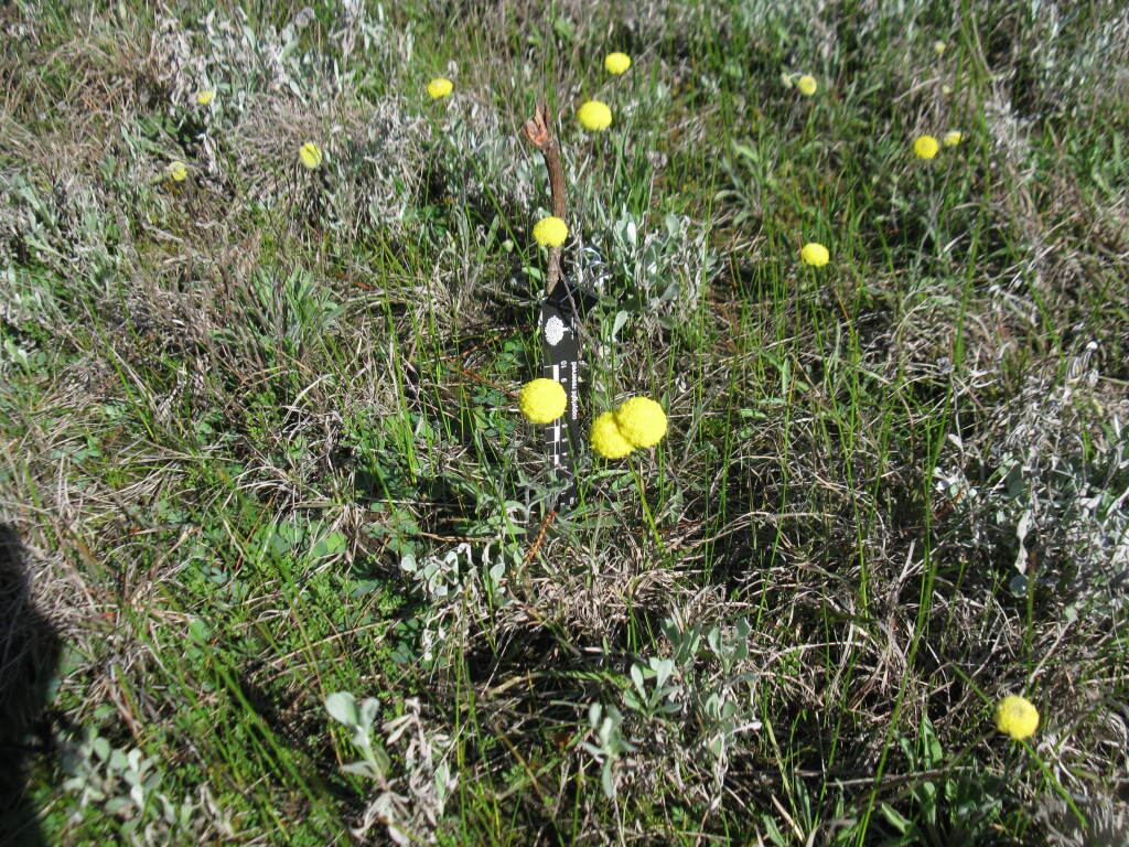 Craspedia basaltica (hero image)