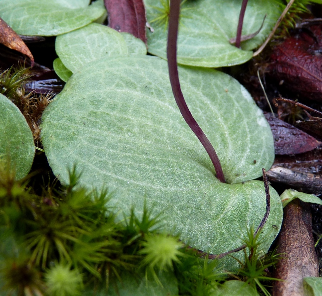 Cyrtostylis reniformis (hero image)